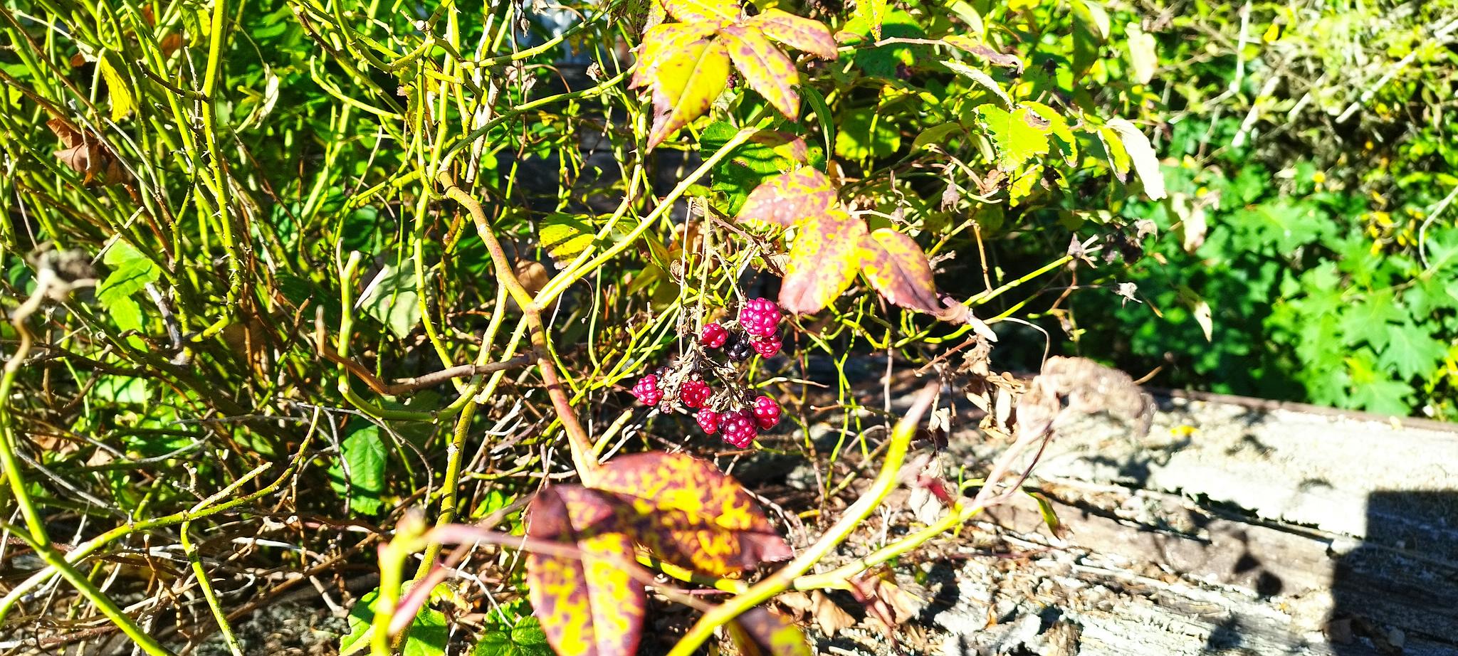 WEB IMG 20220911 092112